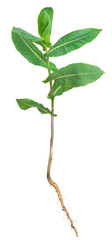 Medicinal plant. Milkweed