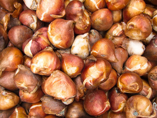 Nice Tulip bulbs background