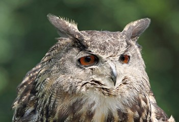 hibou d europe