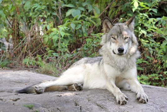 loup au repos
