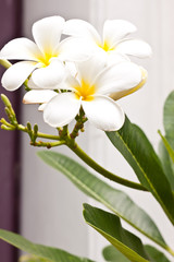 white champaka flower