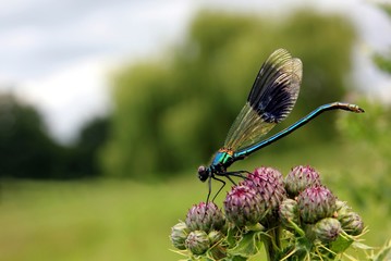 banded damsel on a thistle