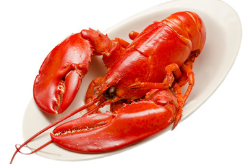Astice rosso
