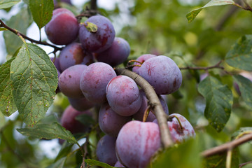 Plums growing on the tree