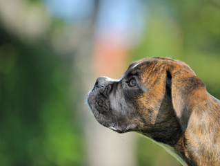 Boxer
