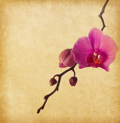 vintage paper with orchid