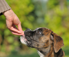 Boxer