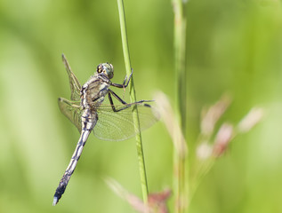Dragonfly