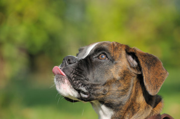Fototapeta premium Boxer