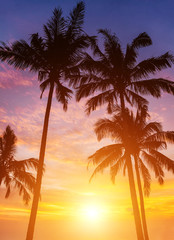 palm trees on the background of a beautiful sunset - 44198281