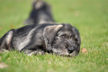 Im Gras liegend