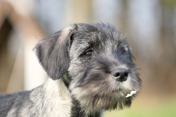 Schnauzer-Portrait
