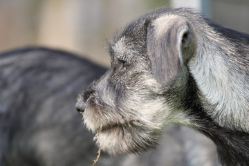 Schnauzer-Portrait