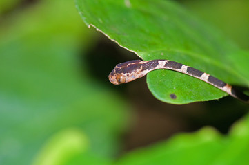 Striped viper in rainforest