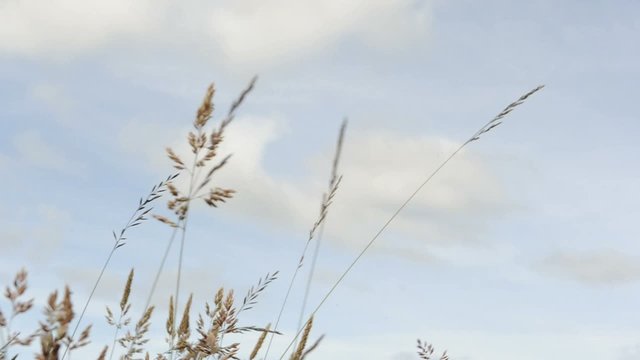 grass in the wind