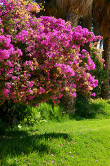 Obraz premium bougainvillaea