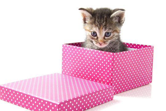 Kitten present
