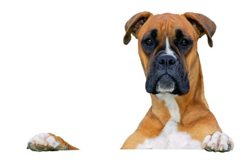Dog Ears White Background photos, royalty-free images, graphics ...