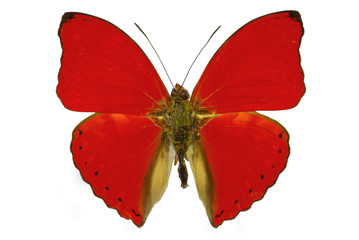 red butterfly (Cymothoe sangaris)