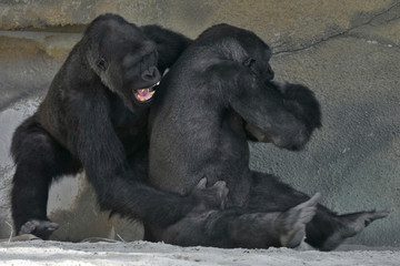 gorilla fight - 44199623