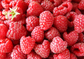 ripe red raspberries
