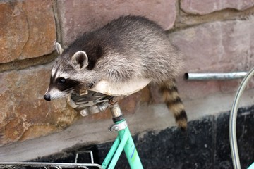 Junger Waschbär auf Fahrrad
