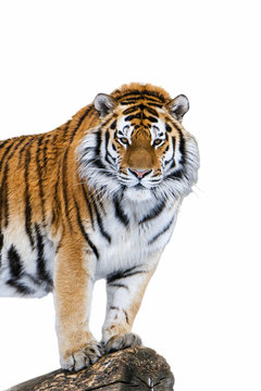 Siberian (Amur) tiger