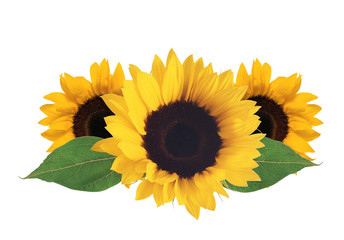 bright sunflowers isolated on white