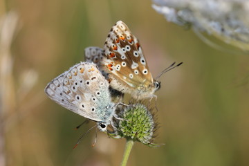 Drei Silbergrüne Bläulinge (Polyommatus coridon)