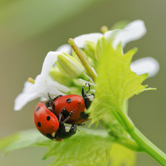 Liebespaar Marienkäfer