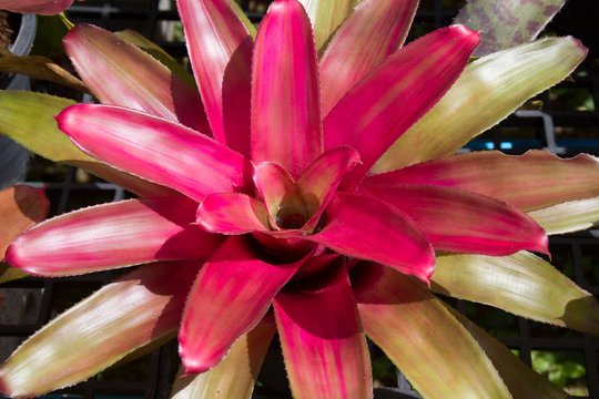 flowers guzmania