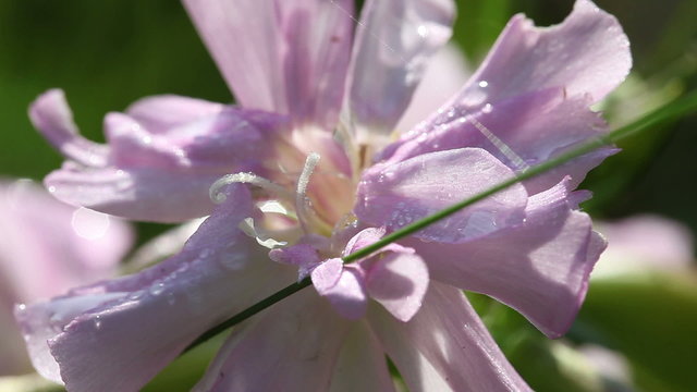 Seifenkraut - Bl&uuml;tenstempel