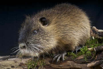 Nutria / Myocaster coypus