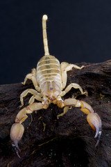 Scorpion / Paleocheloctonus pauliani