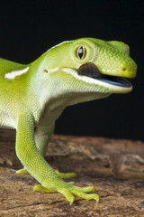 Green gecko / Naultinus elegans elegans - obrazy, fototapety, plakaty