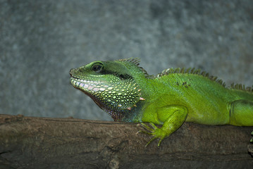 Water Dragon