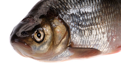 Ide fish (Leuciscus idus)