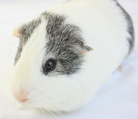 cochon dinde gris et blanc