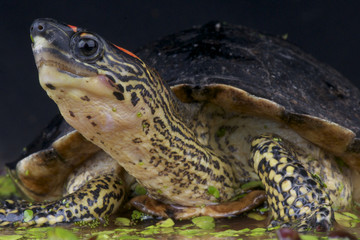 Obraz premium Spot-legged turtle / Rhinoclemmys punctularia