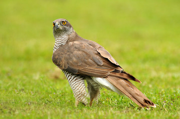 Obraz premium Rapaz en el suelo