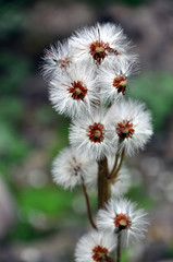 Group of dandelion sead heads
