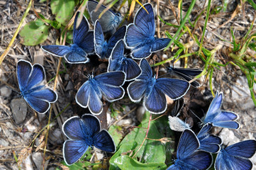 Mazarine butterflies on manure
