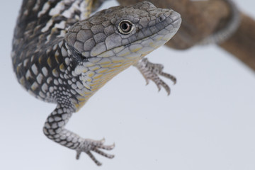 Alligator lizard / Abronia deppi
