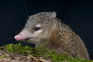 Greater Tenrec / Tenrec ecaudatus