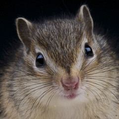 Chipmunk / Tamias sibiricus