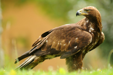 Obraz premium El aguila real observando el terreno