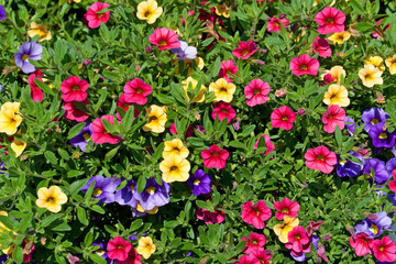 Petunien  - Petunia
