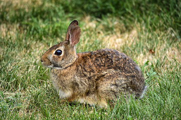 Rabbit