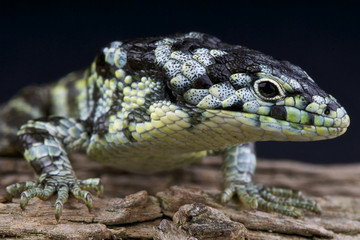 Speckled alligator lizard / Abronia taeniata
