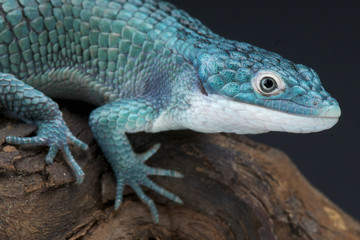 Blue alligator lizard / Abronia graminea